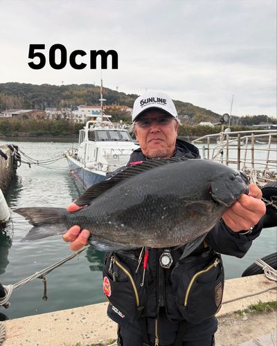 グレの釣果