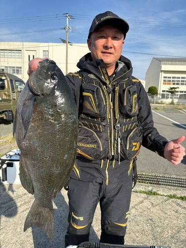 グレの釣果