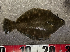 クロガシラガレイの釣果