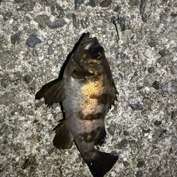 メバル