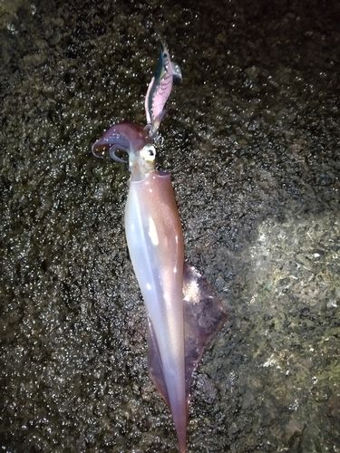 ヤリイカの釣果