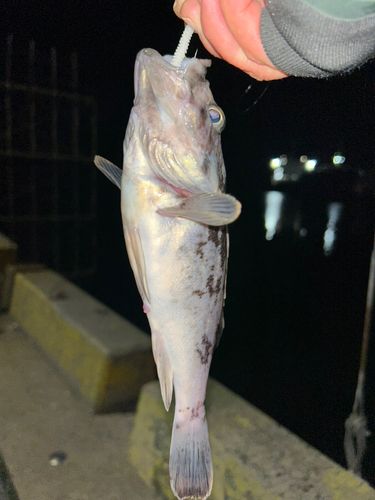 ソイの釣果