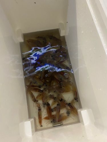ホタルイカの釣果