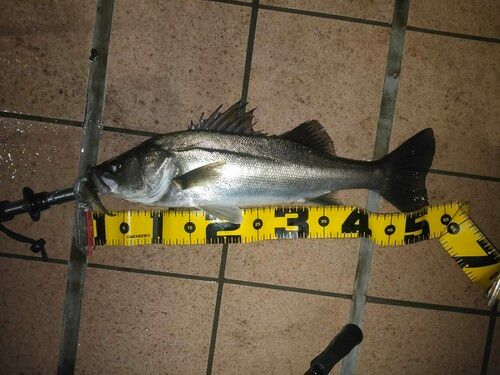 シーバスの釣果