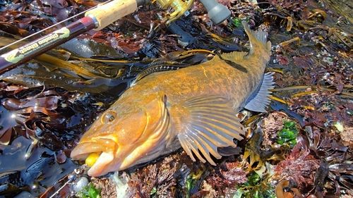 アイナメの釣果