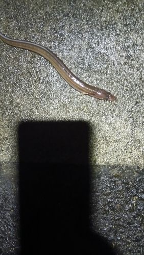 アナゴの釣果