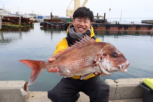 マダイの釣果