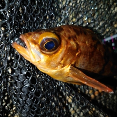 メバルの釣果