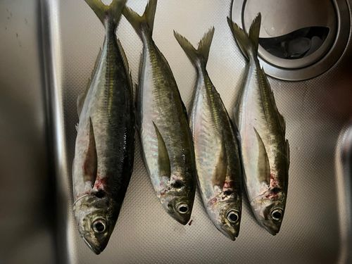 アジの釣果