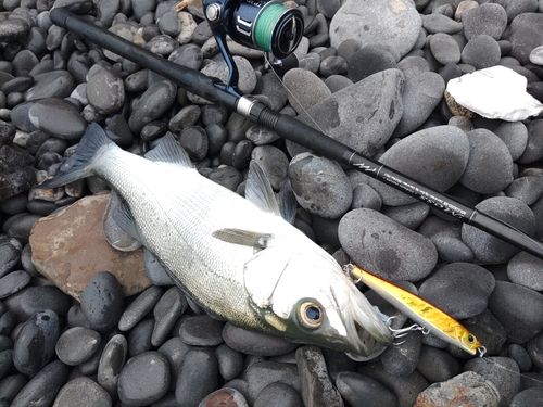 セイゴ（ヒラスズキ）の釣果