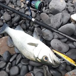 セイゴ（ヒラスズキ）