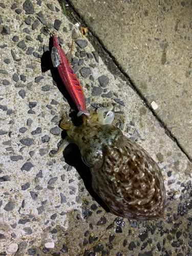 コウイカの釣果