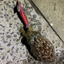 コウイカ