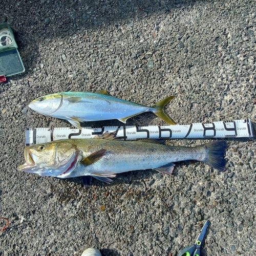 スズキの釣果