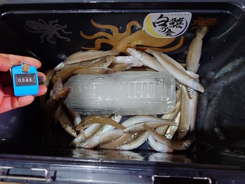 シロギスの釣果