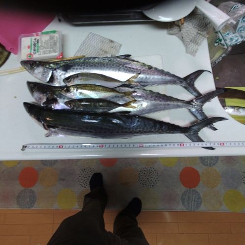 サゴシの釣果