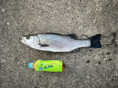 ヒラスズキの釣果