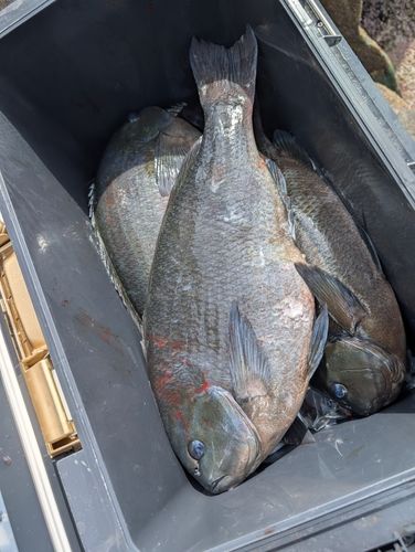 クロの釣果
