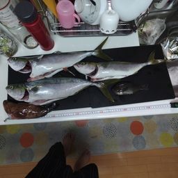 ハマチ