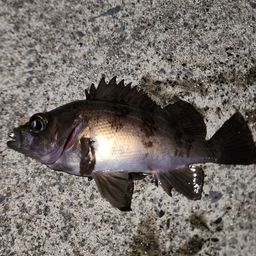 メバル