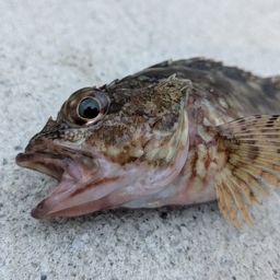 カサゴ