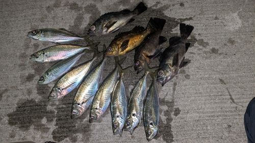 マアジの釣果