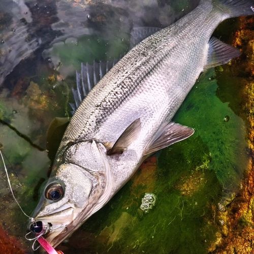 ヒラスズキの釣果