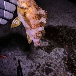 アカメバル