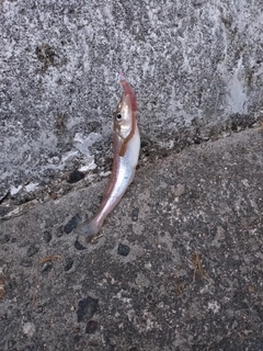 キスの釣果