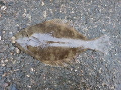 マコガレイの釣果