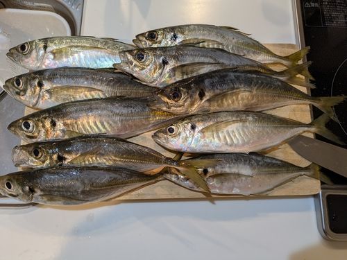 アジの釣果