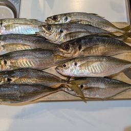 アジ
