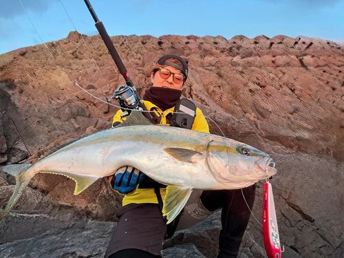 ヒラマサの釣果