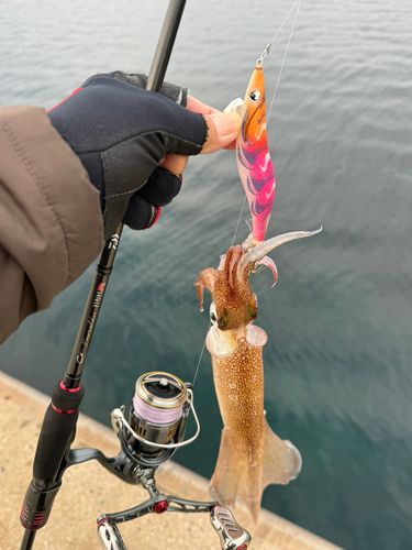 ササイカの釣果