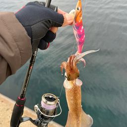 ササイカ