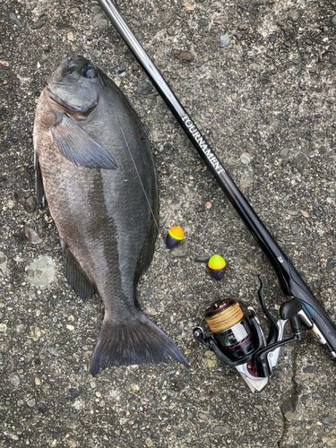 メジナの釣果