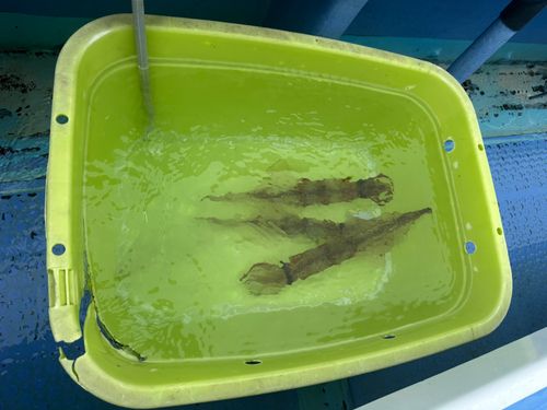 ヤリイカの釣果