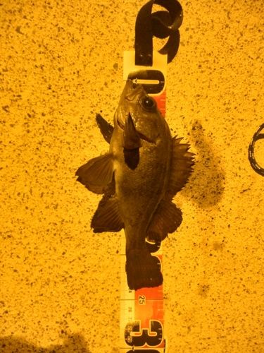 クロメバルの釣果