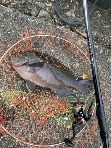 メジナの釣果