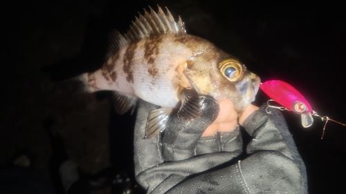 シロメバルの釣果