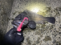 クロソイの釣果