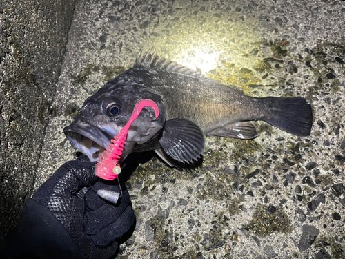 クロソイの釣果