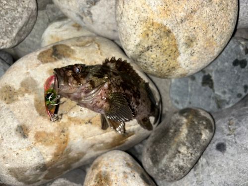 ムラソイの釣果