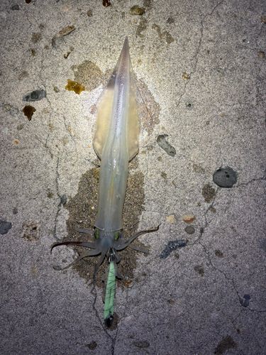 ヤリイカの釣果