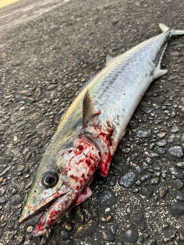 サワラの釣果