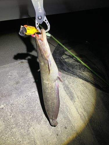 マナマズの釣果