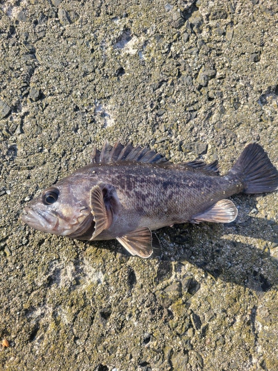 クロソイ