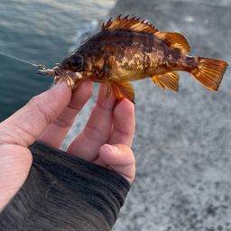 アカメバル