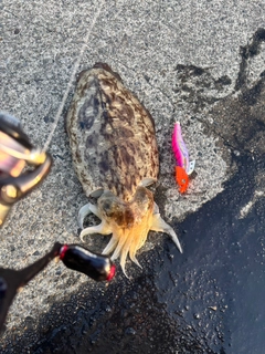 モンゴウイカの釣果