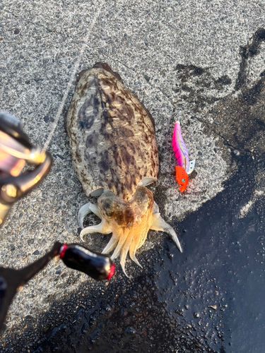 モンゴウイカの釣果
